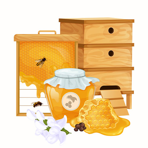 طرح توجیهی زنبورداری حرفه ای ۳۵۰ کندو